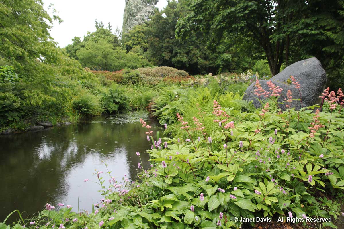 Pond-David Lam Asian Garden-UBC Botanical