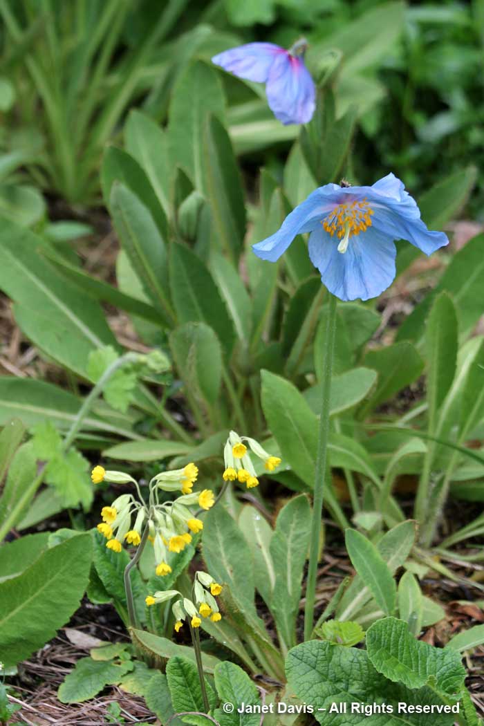 Primula veris & Meconopsis-David Lam Asian Garden-UBC Botanical