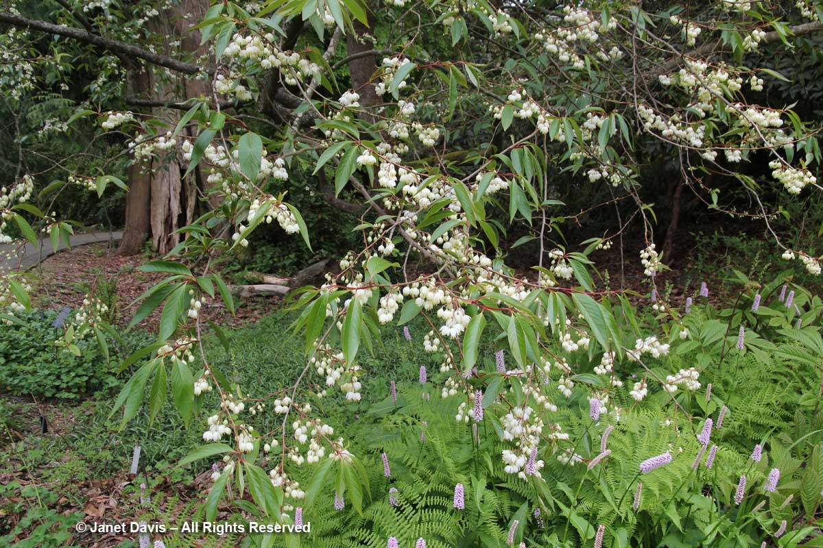 Rehderodendron macrocarpum-David Lam Asian Garden-UBC Botanical Garden