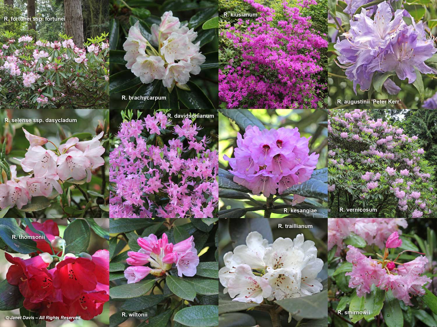 Rhododendrons-David C. Lam Asian Garden-UBC Botanical