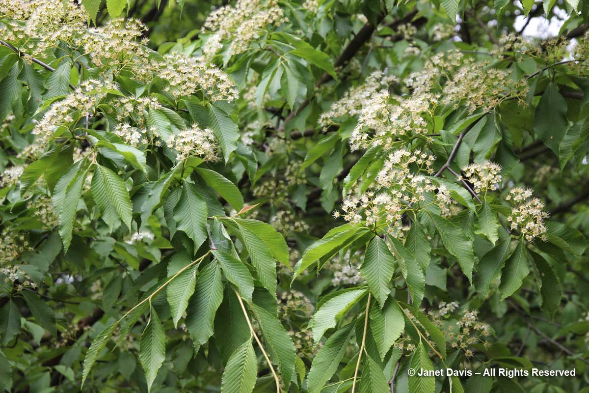 Sorbus meliosmifolia-David Lam Asian Garden-UBC Botanical