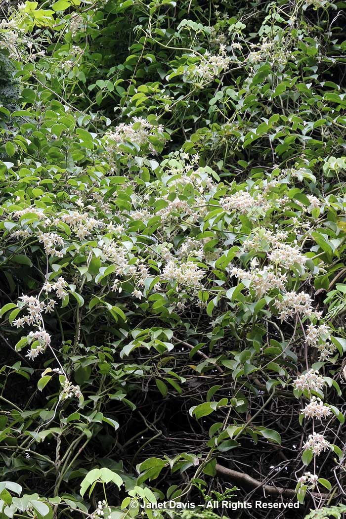 Stauntonia hexaphylla-David Lam Asian Garden-UBC Botanical