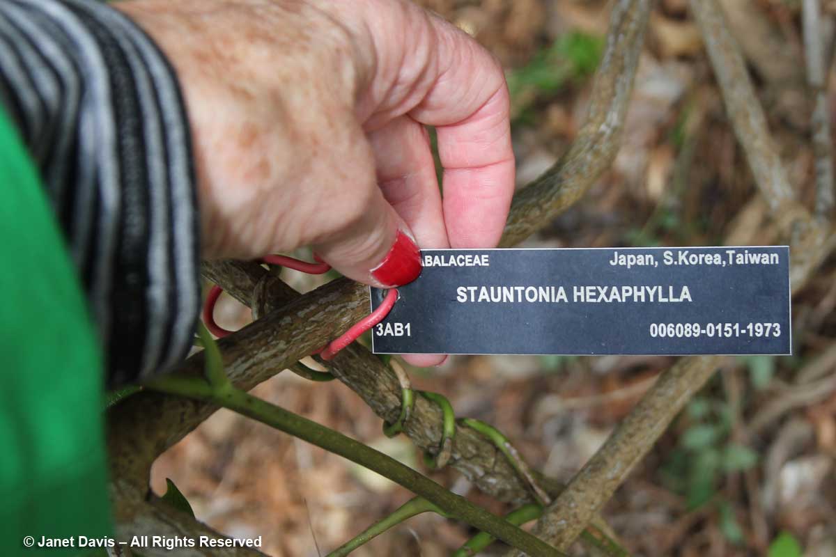 Stauntonia hexaphylla-label-David Lam Asian Garden-UBC Botanical