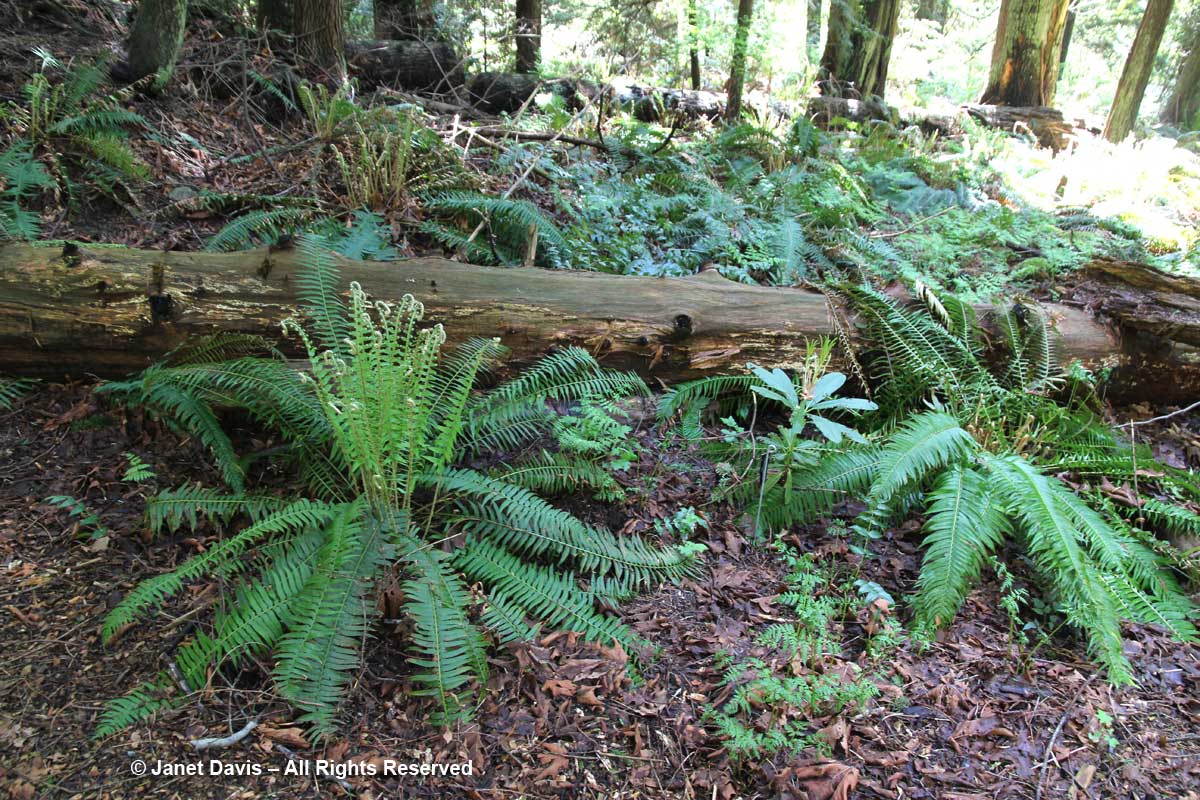 Sword ferns & rhododendron-David Lam Asian Garden-UBC Botanical
