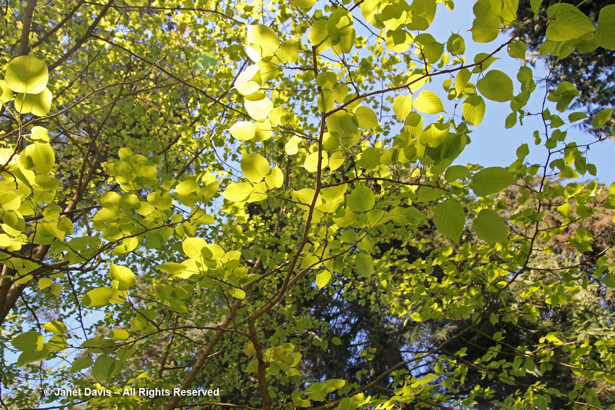 Tilia intonsa-David Lam Asian Garden-UBC Botanical Garden