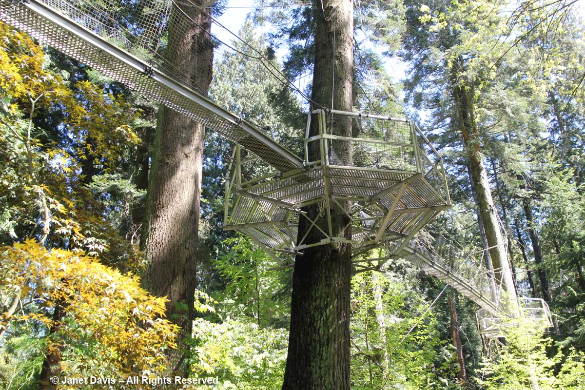 Tree Canopy Walk-David Lam Asian Garden-UBC Botanical