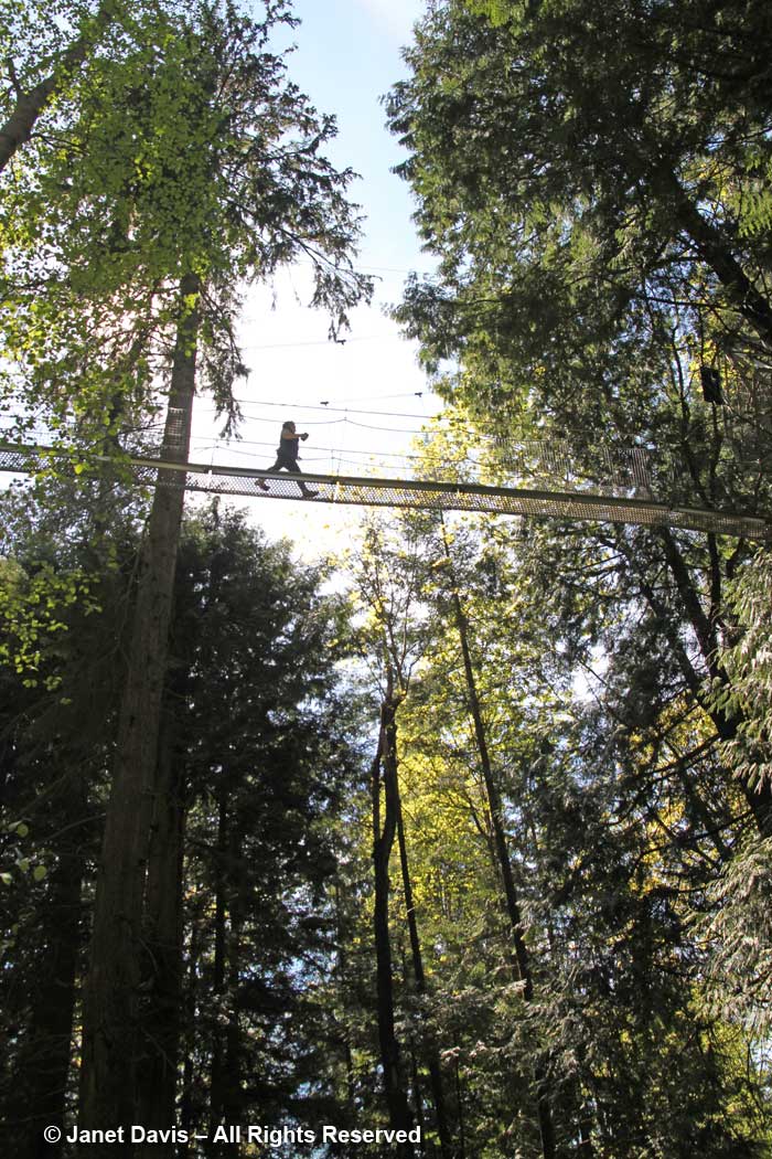 Tree-Canopy Walker-David Lam Asian Garden-UBC Botanical