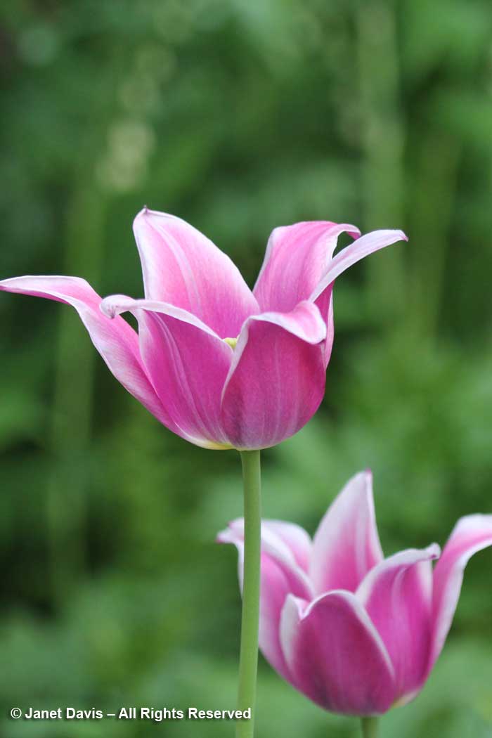 Tulipa 'Ballade'-Janet Davis Garden