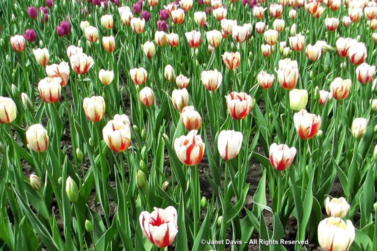 Tulipa 'Canada 150'-Ottawa