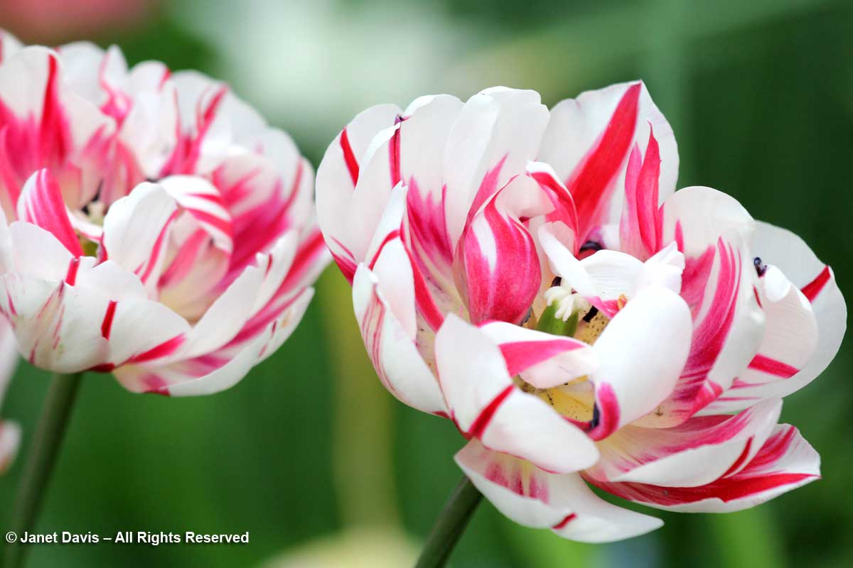 Tulipa 'Carnaval de Nice'-Janet Davis Garden