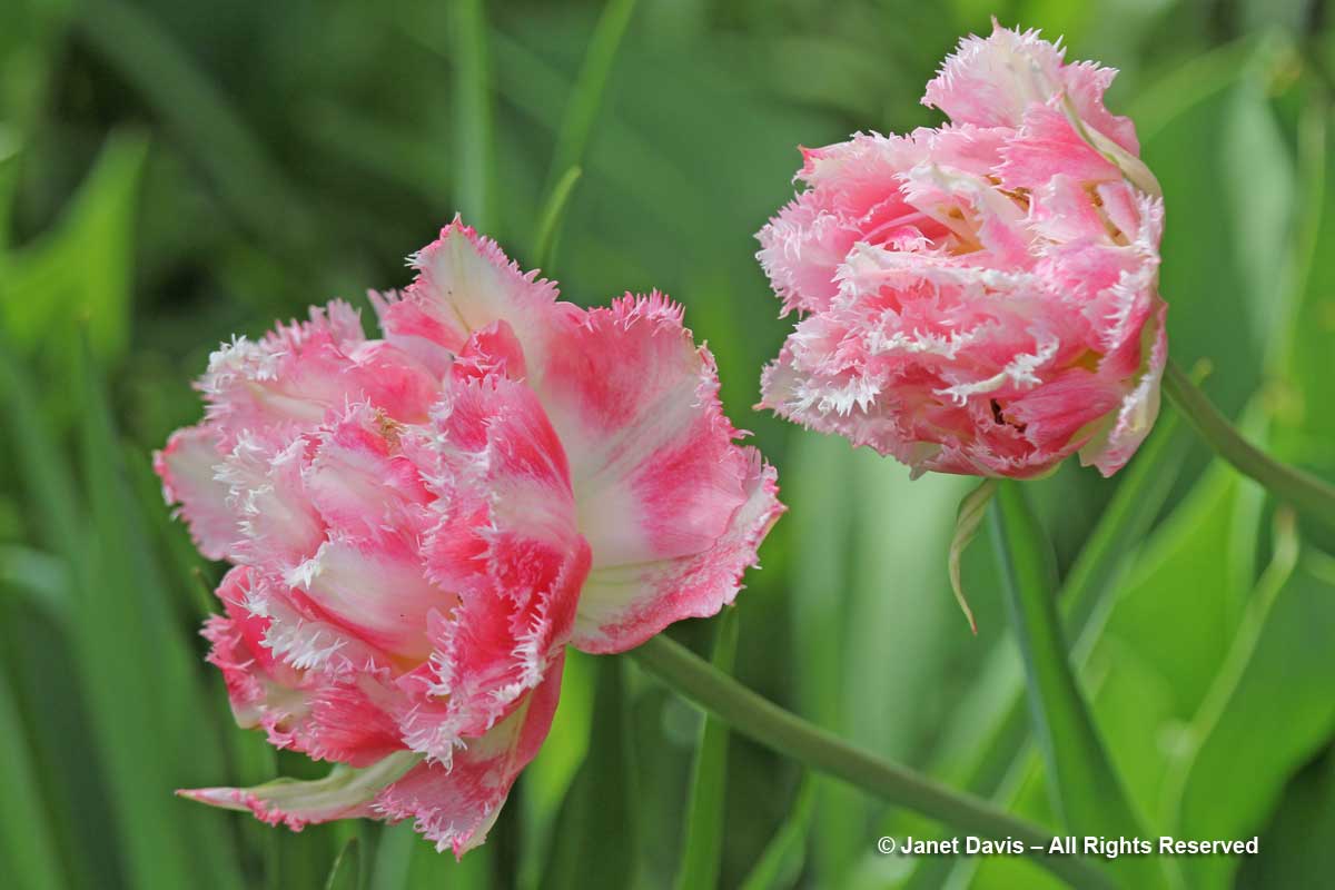 Tulipa 'Crispion Sweet'-Janet Davis garden-Toronto