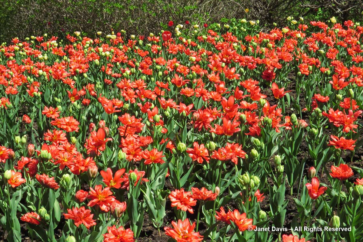 Tulipa 'Double Toronto'-Commissioners Park-Tulip Festsival-Ottawa