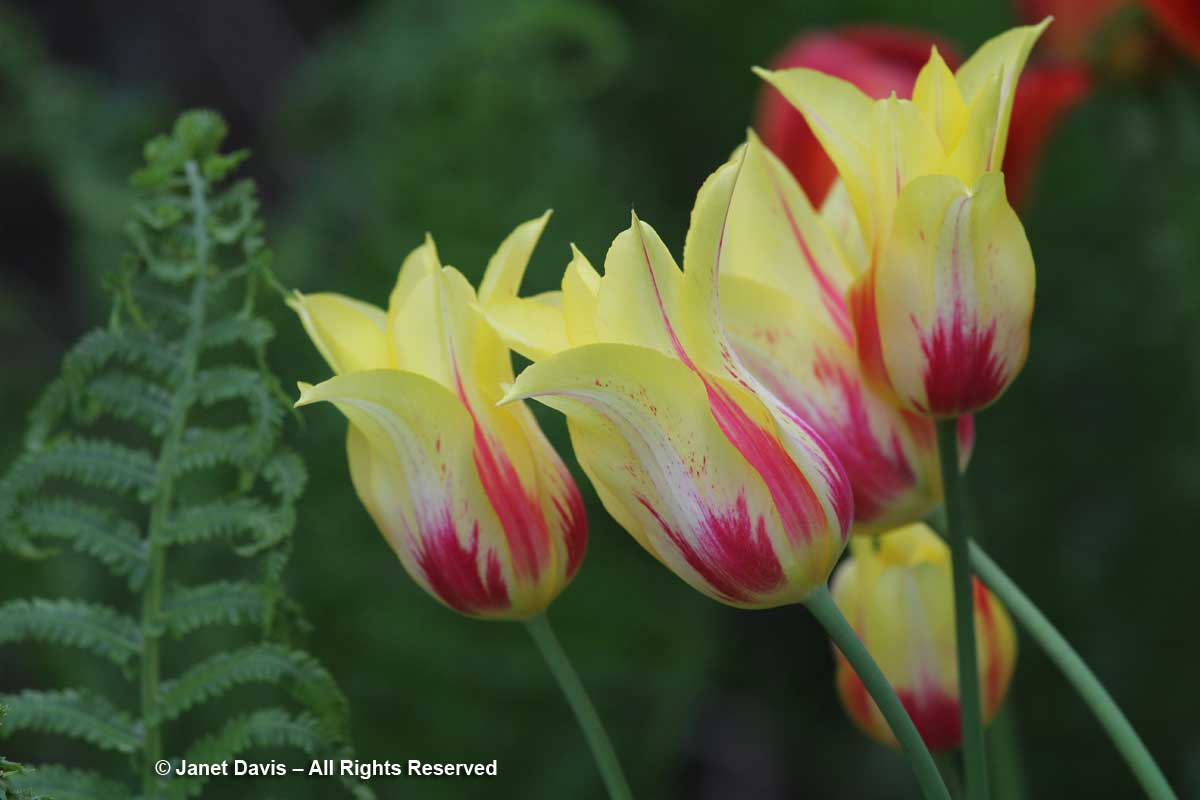 Tulipa 'Mona Lisa'-Janet Davis garden