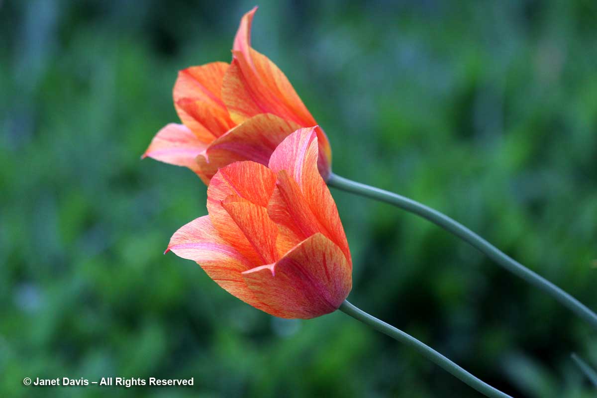 Tulipa 'Perestroika'-Janet Davis Garden