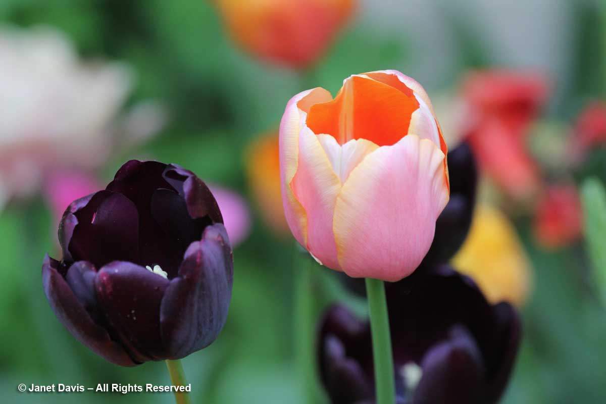 Tulipa 'Queen of Night' & 'Dordogne'-Janet Davis Garden-Toronto