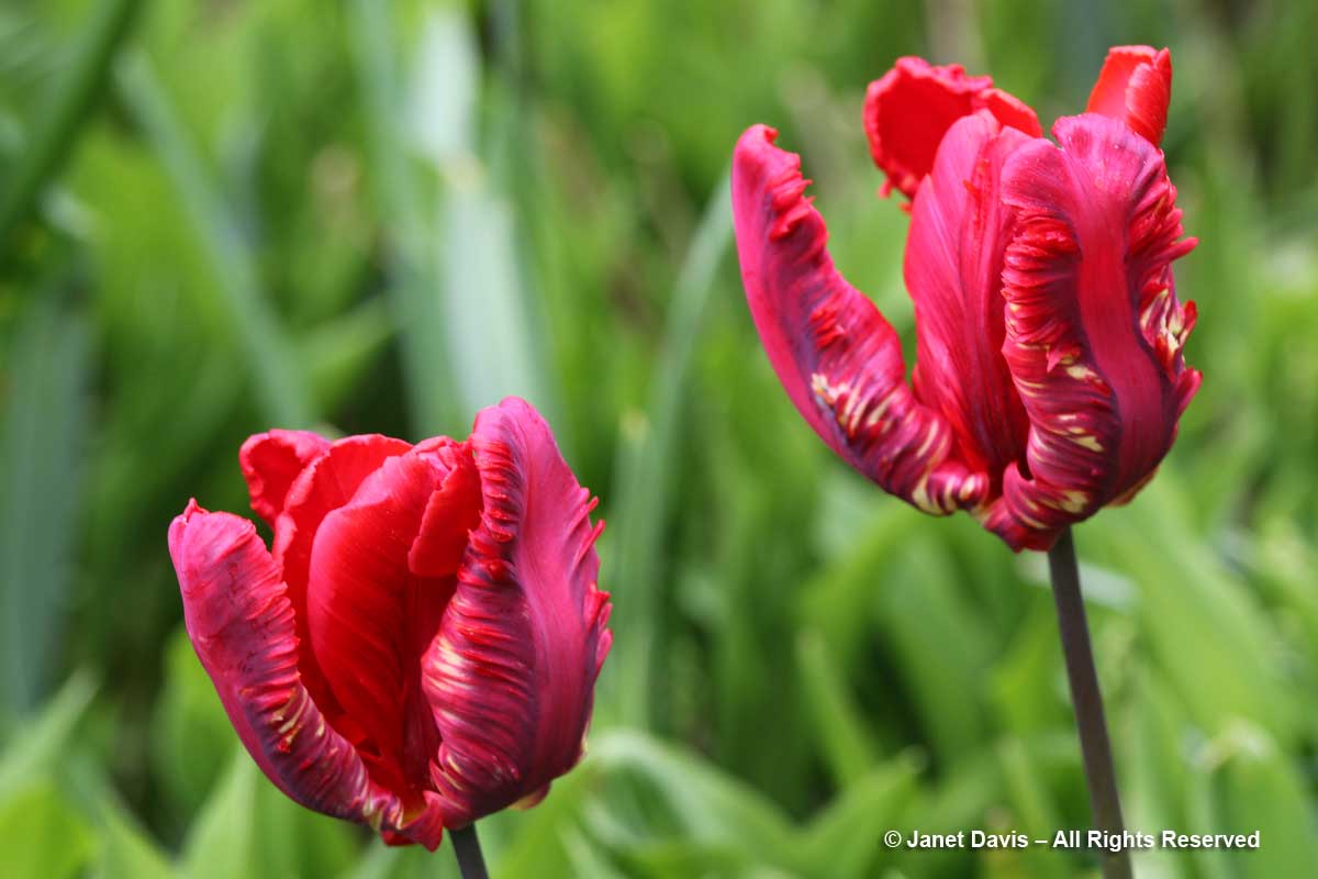 Tulipa 'Rococo'-Janet Davis garen-Toronto