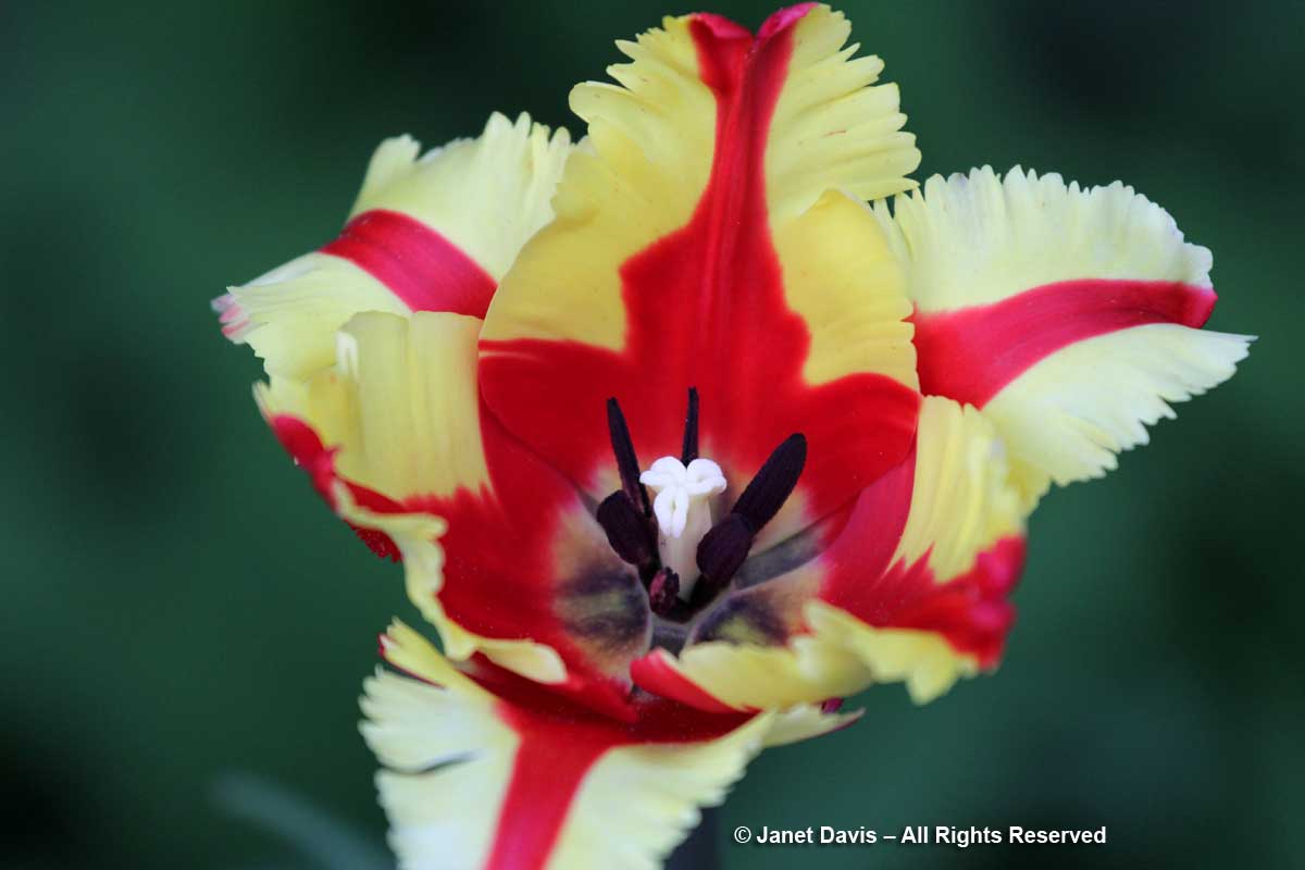 Tulipa 'Texas Flame'-Janet Davis Garden