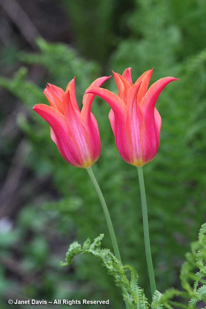 Tulipa - lily flowered -Janet Davis garden-Toronto