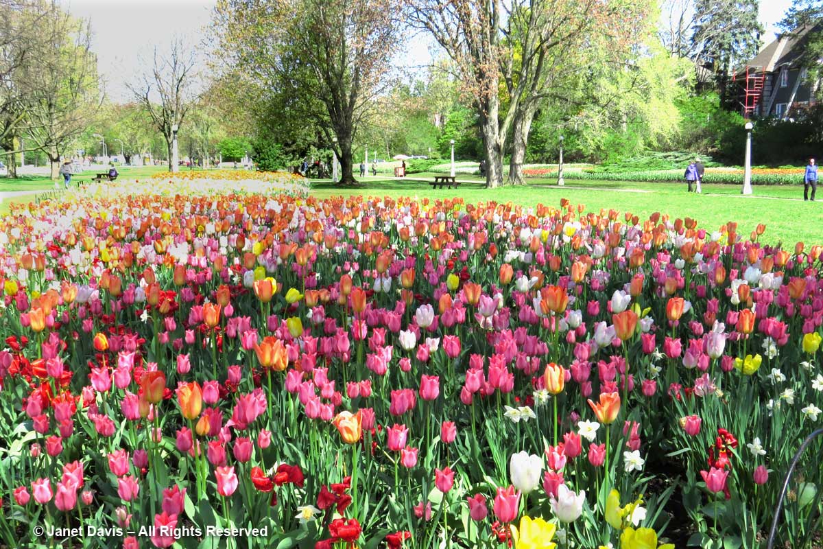 Tulips-Commissioners Park-Dow Lake-Ottawa-Tulip Festival