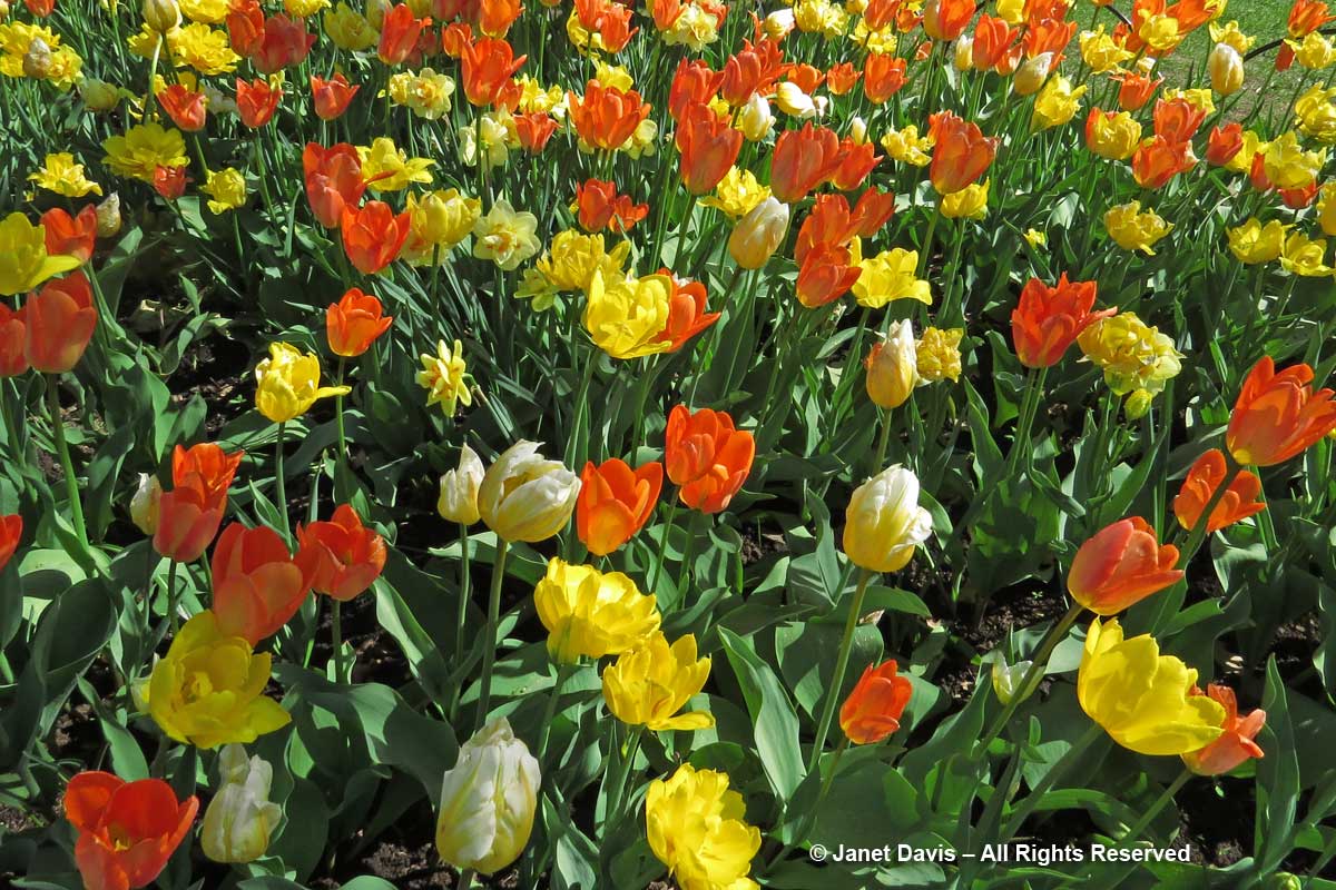 Tulips-Commissioners Park-Dow Lake-Ottawa-Tulip Festival2