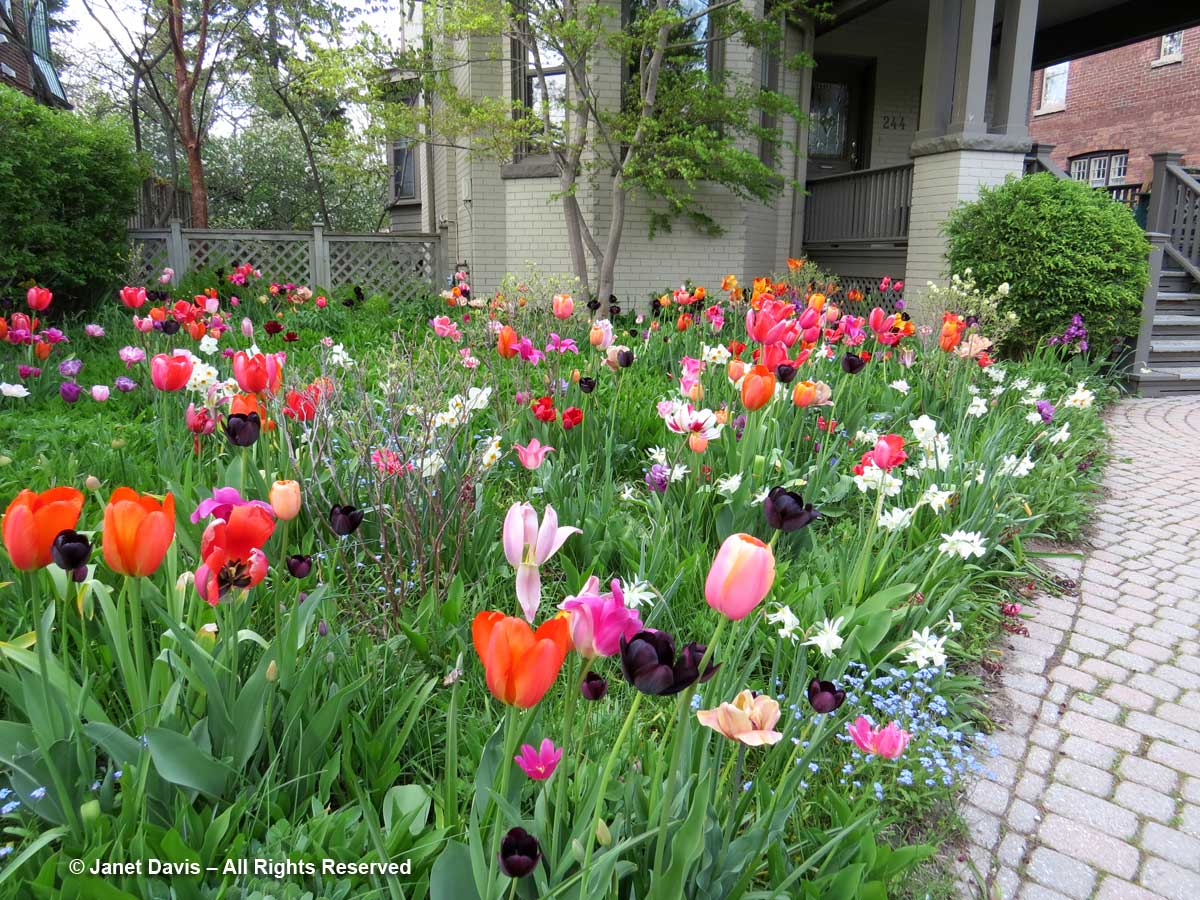 Tulips-Janet Davis Front Garden-Toronto