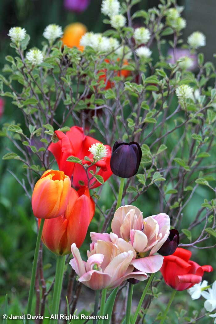 Tulips-Janet Davis front garden