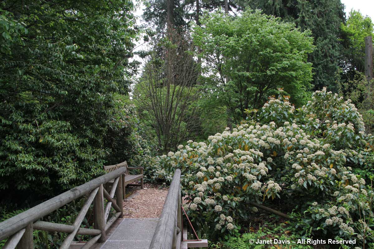 Viburnum cinnamomifolium-David Lam Asian Garden-UBC Botanical