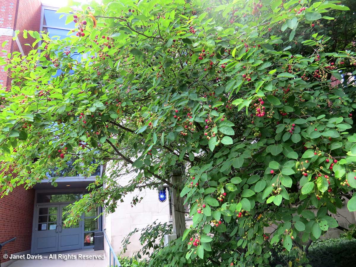 Amelanchier-Serviceberry-Frist Campus Center-Princeton