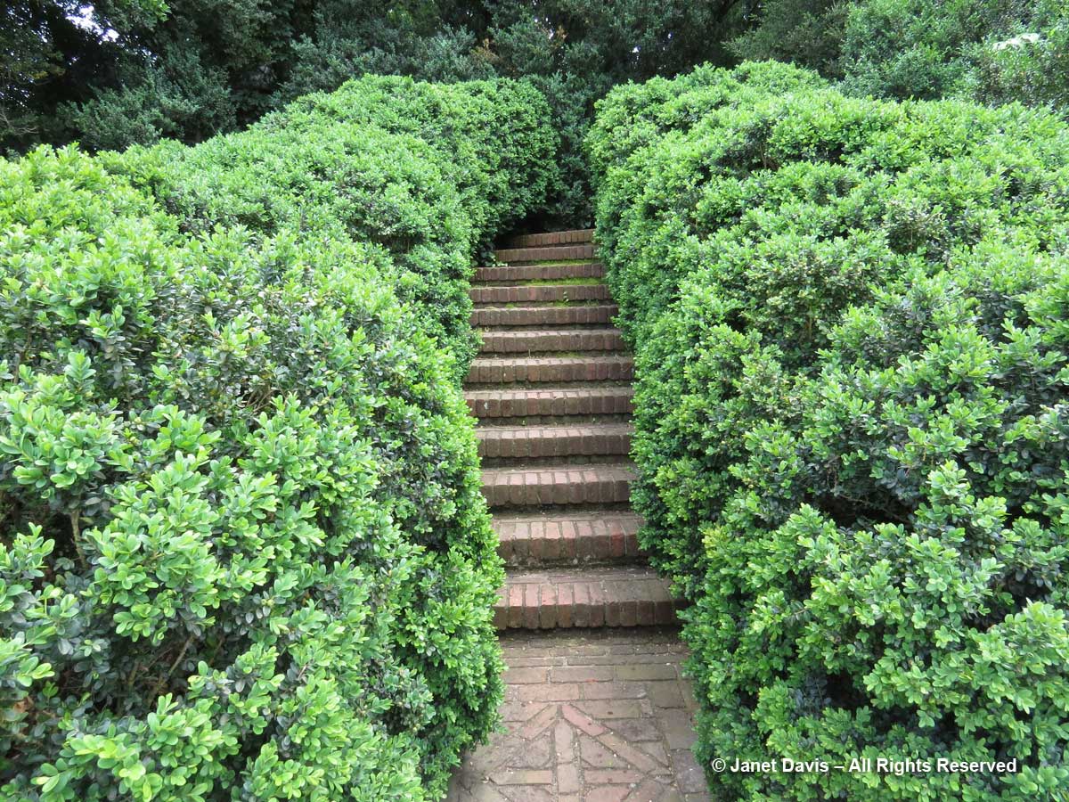 Boxwood hedges-Dumbarton Oaks