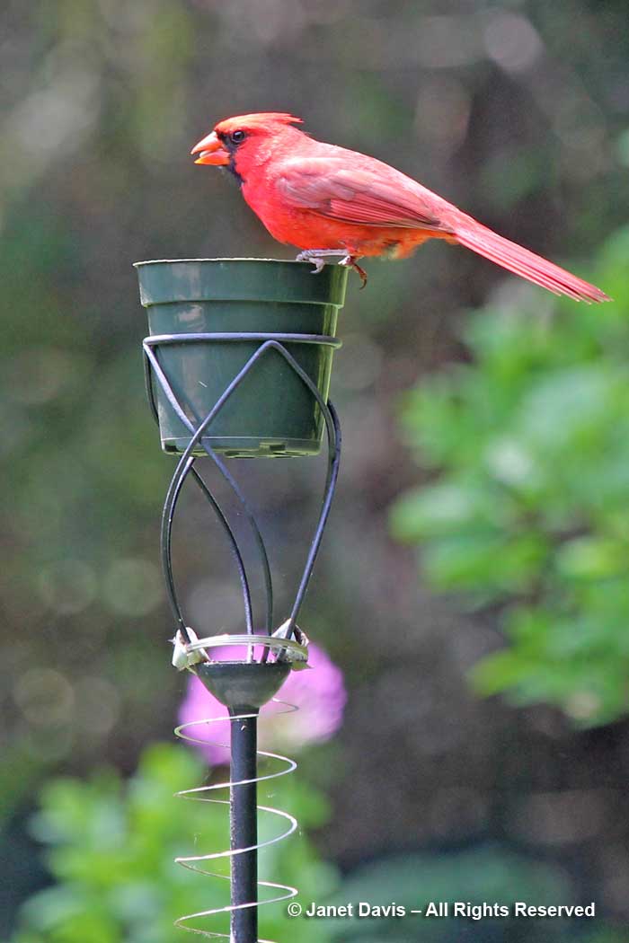 Cardinal male-flowerpot birdfeeder-Siri Luckow