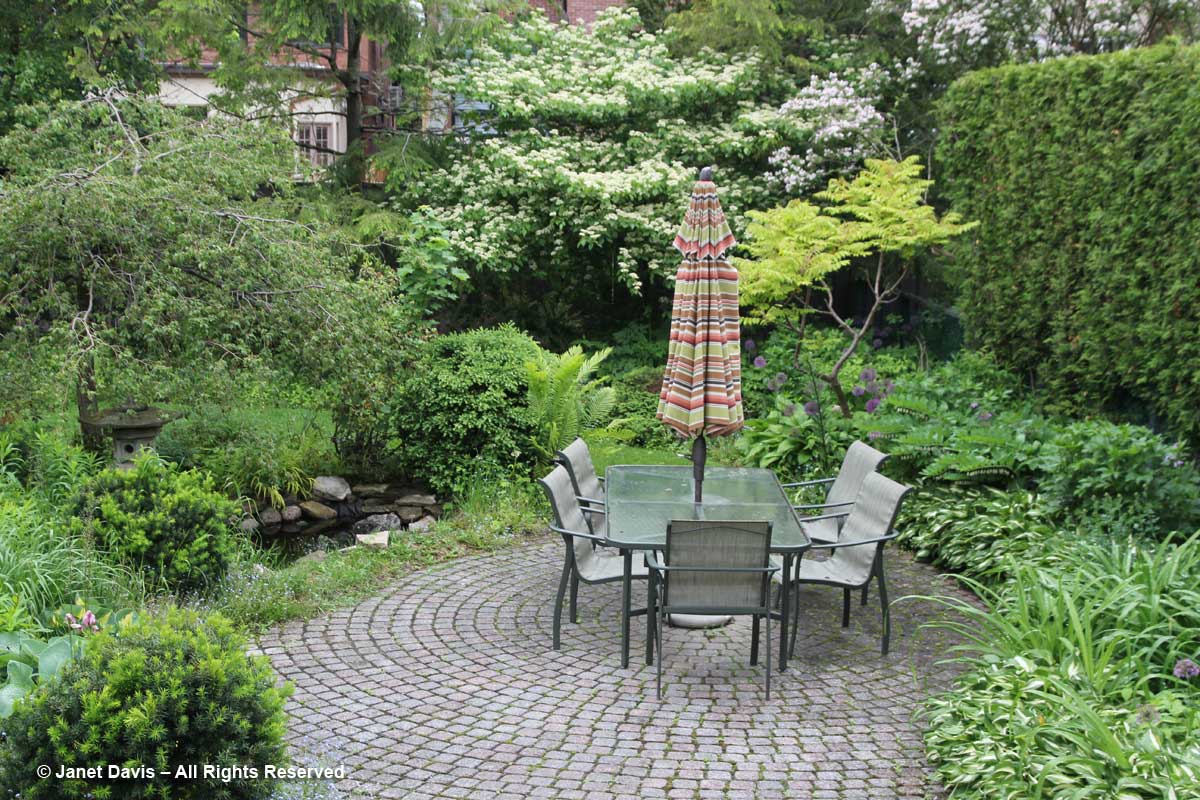 Cornus alternifolia-Pagoda dogwood-with Kolkwitzia-Janet Davis garden