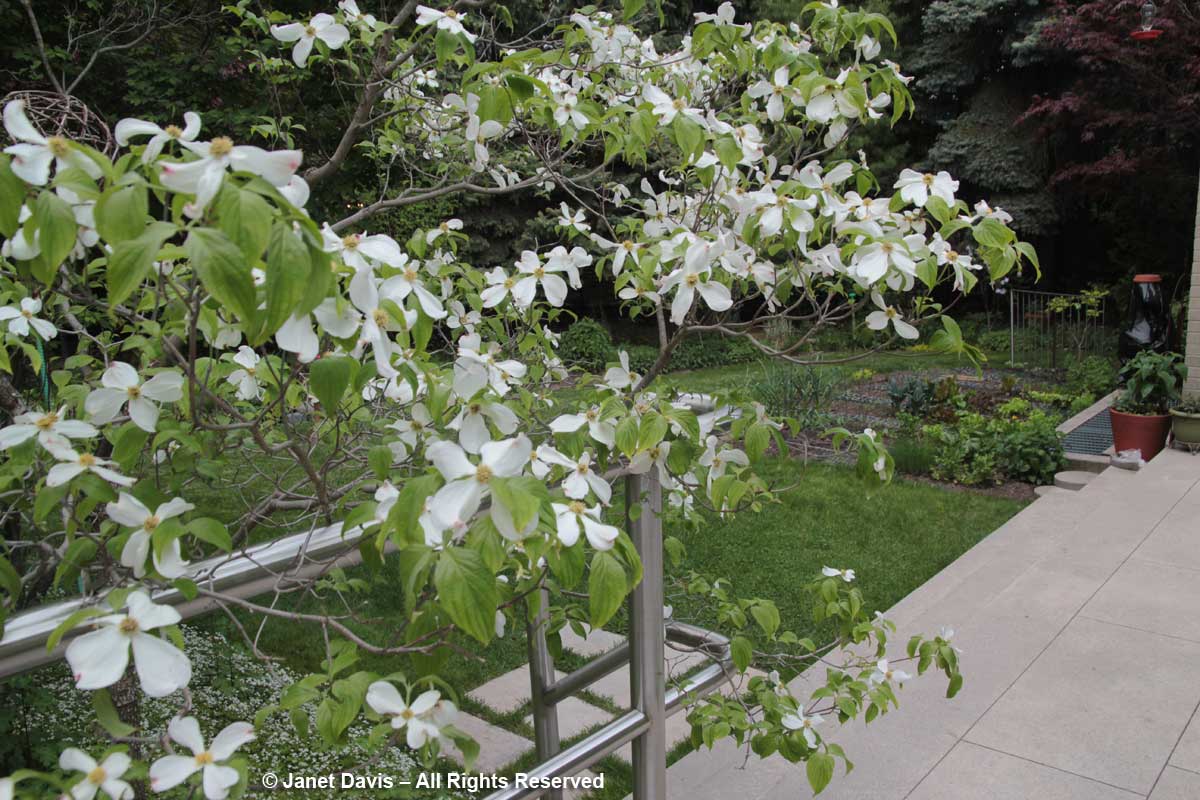 Cornus florida-Flowering dogwood