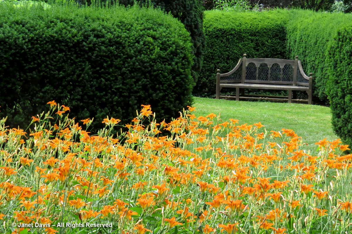 Daylilies-Herbaceous Garden-Dumbarton Oaks