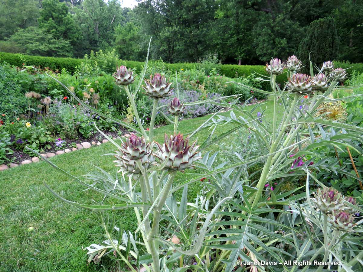 Herbaceous border-3-Cardoon-Dumbarton Oaks