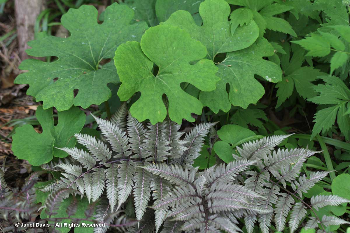 Japanese painted fern & bloodroot