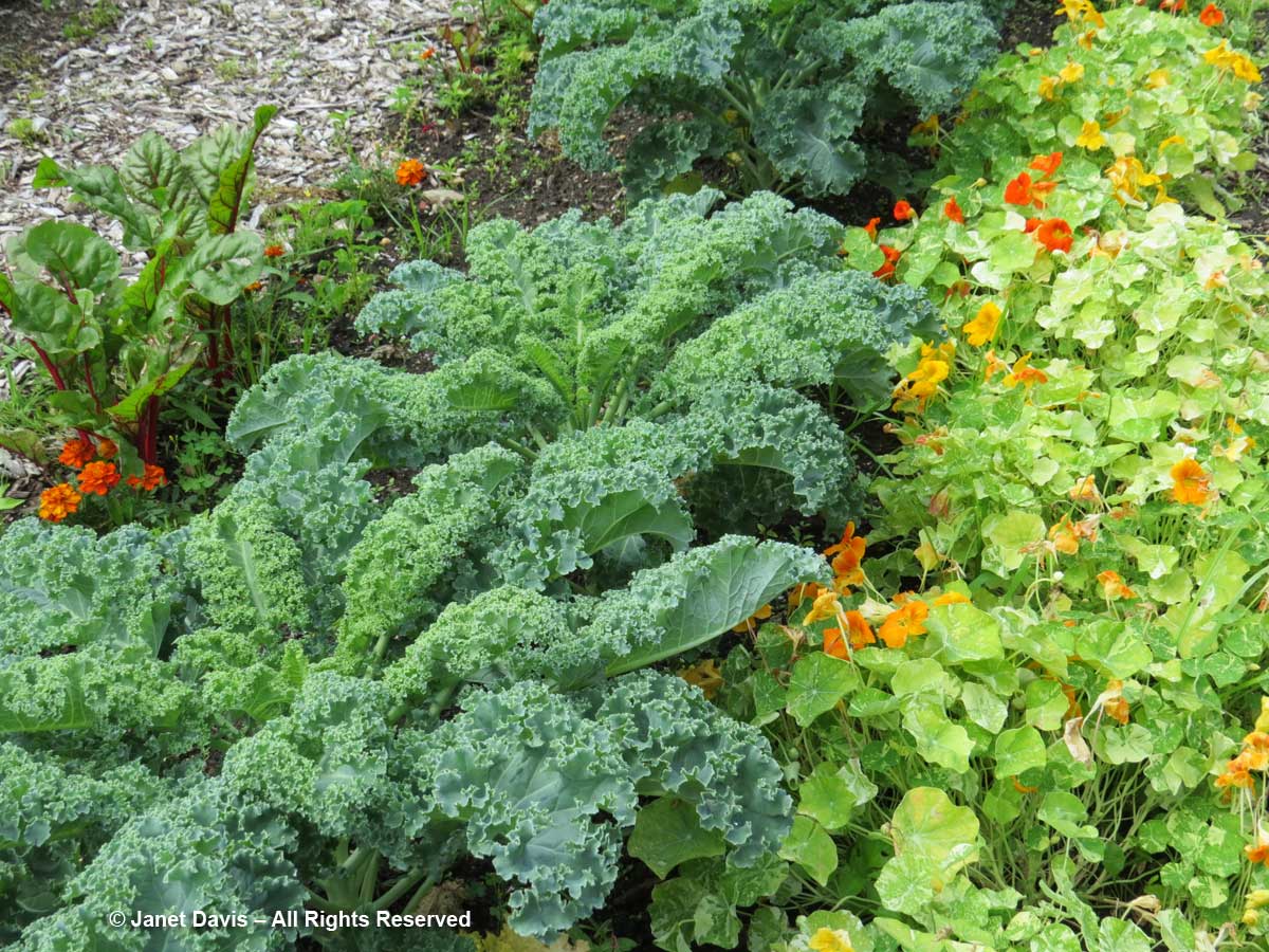 Kale & Nasturtiums-Kitchen Garden-Dumbarton Oaks