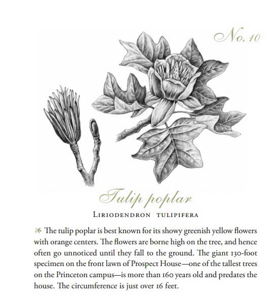Liriodendron tulipifera-Little Tree Book-Princeton University