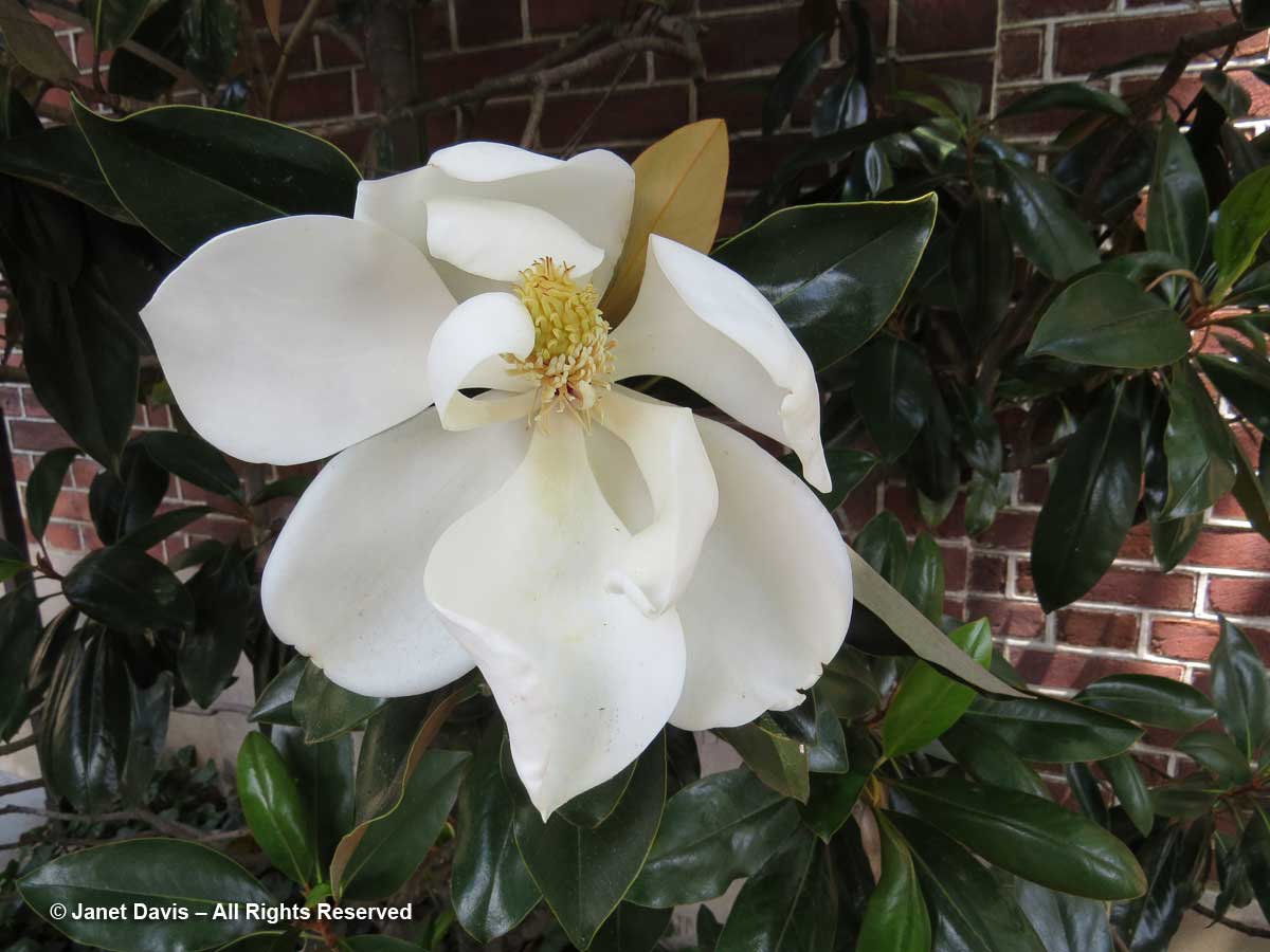 Magnolia grandiflora-Southern magnolia-Dumbarton Oaks