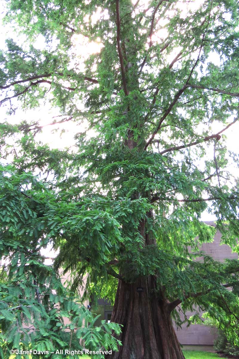 Metasequoia glyptostroboides-dawn redwood-Princeton