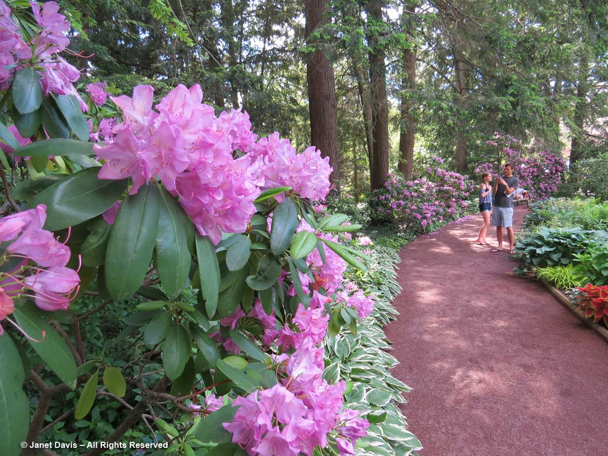 Prospect House Garden-Rhododendrons-Princeton