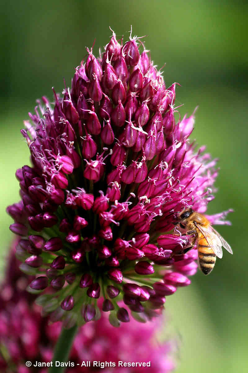 Bee on Allium sphaerocephalon-Tammy Schmitt