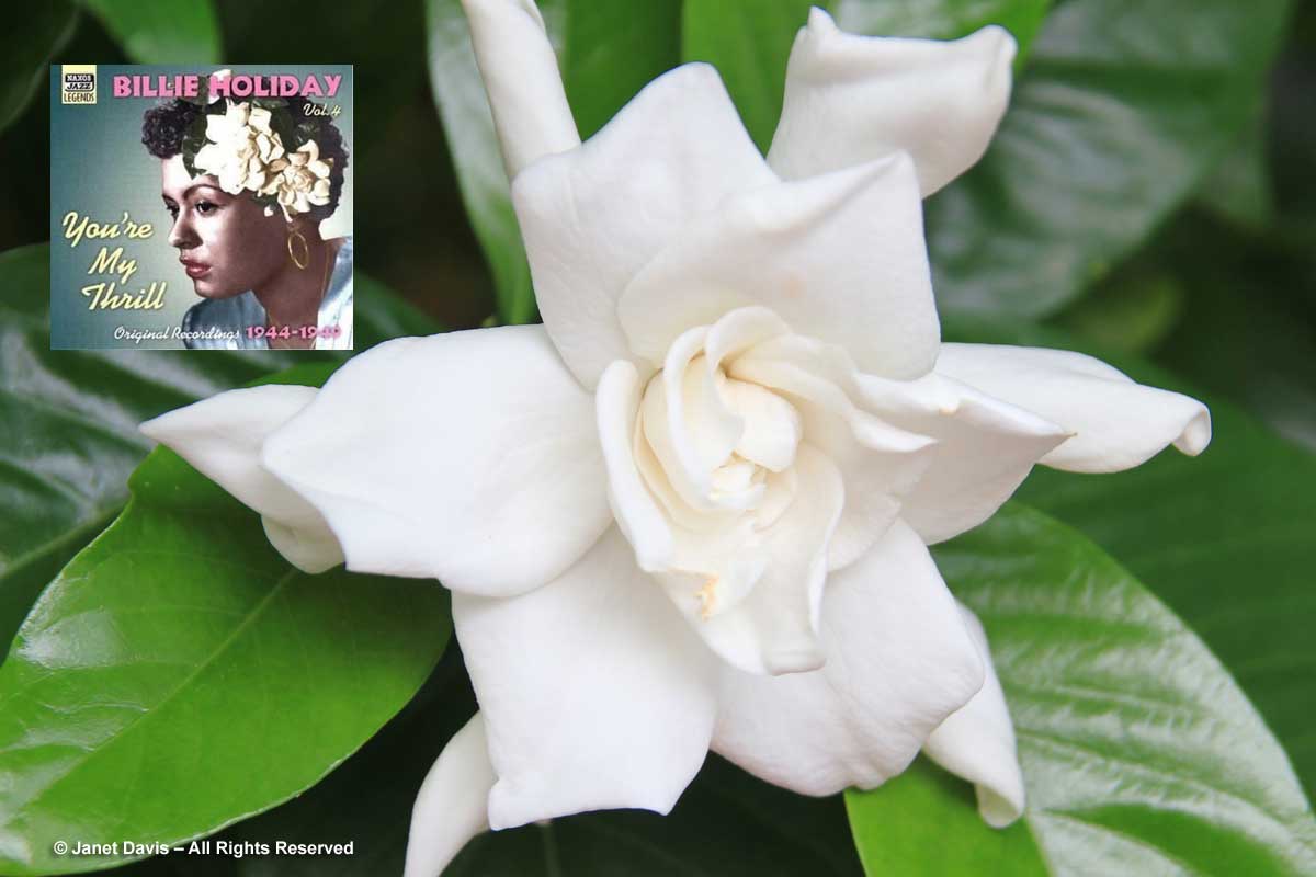 Billie Holiday-Gardenia-Janet Davis