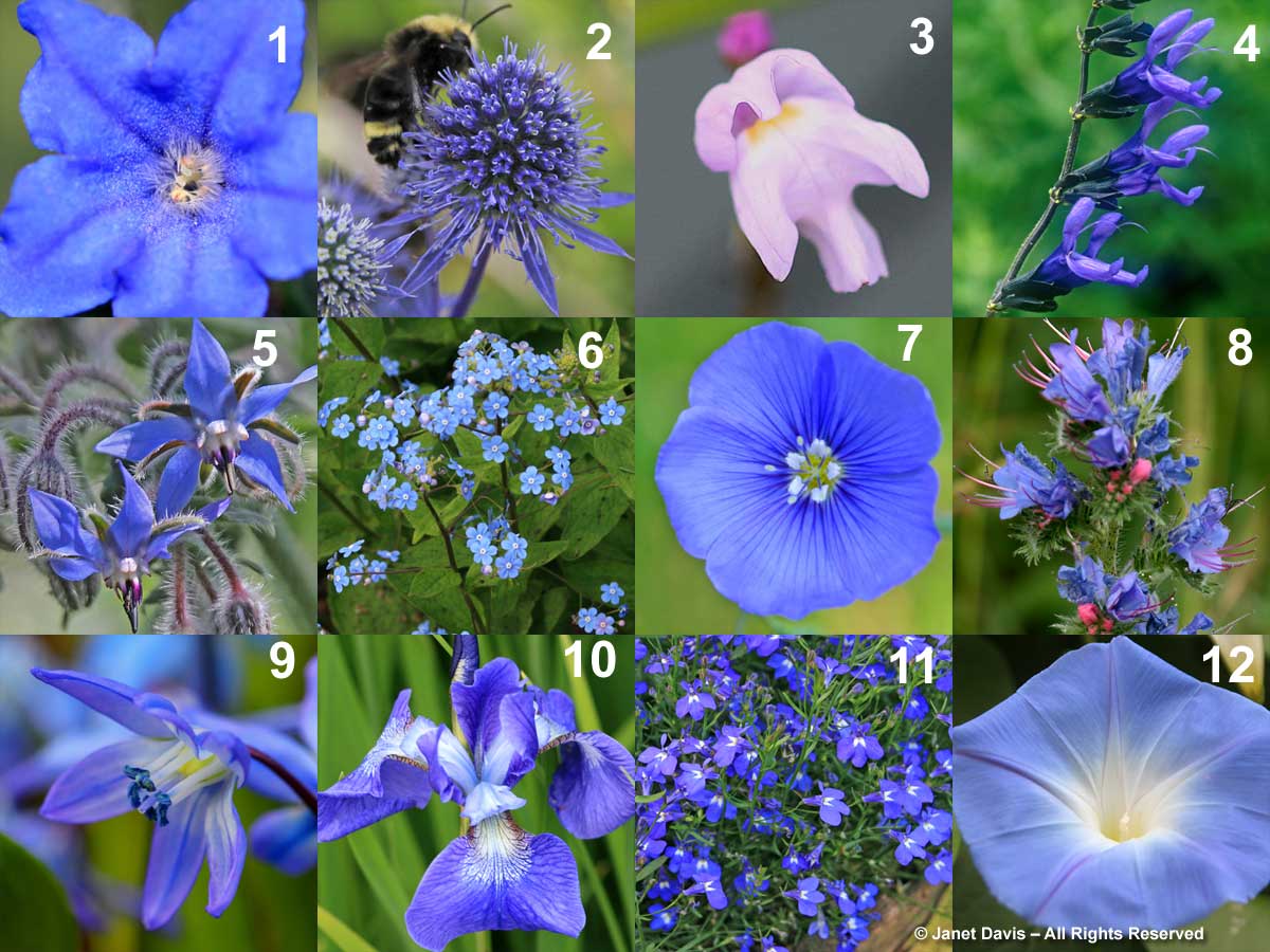 LEUSBBLESILI = BILLIES BLUES 6-Brunnera macrophylla 10-Iris sibirica ‘Bennerup Blue’ 7-Linum perenne 11-Lobelia erinus ‘Sapphire Blue’ 12-Ipomoea tricolor ‘Heavenly Blue’ 8-Echium vulgare 9-Scilla siberica 5-Borago officinalis 1-Lithodora ‘Grace Ward’ 3-Utricularia resupinata 2-Eryngium planum 4-Salvia guaranitica ‘Black and Blue’