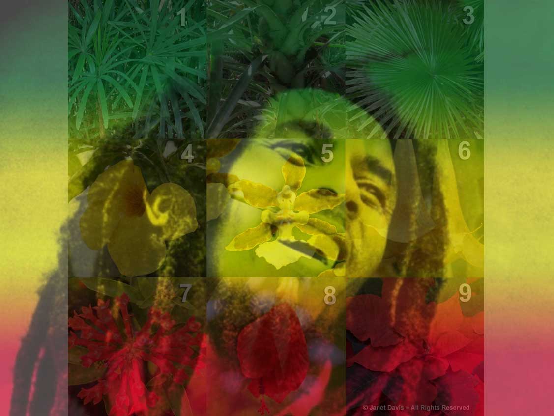 Bob Marley-Rasta plants