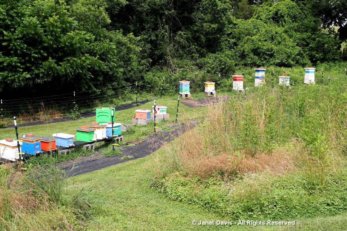 Center for Historic Plants-Monticello-Bee Hives
