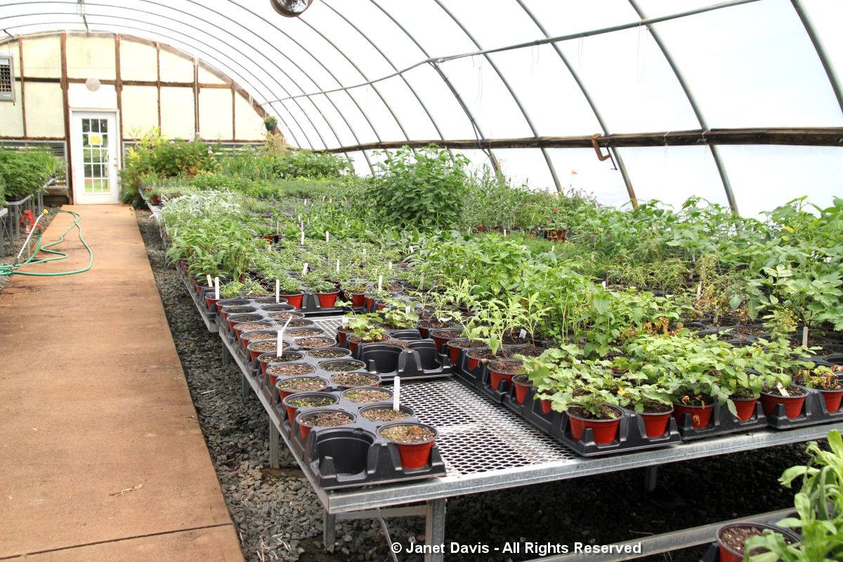 Center for Historic Plants-Monticello-Greenhouse