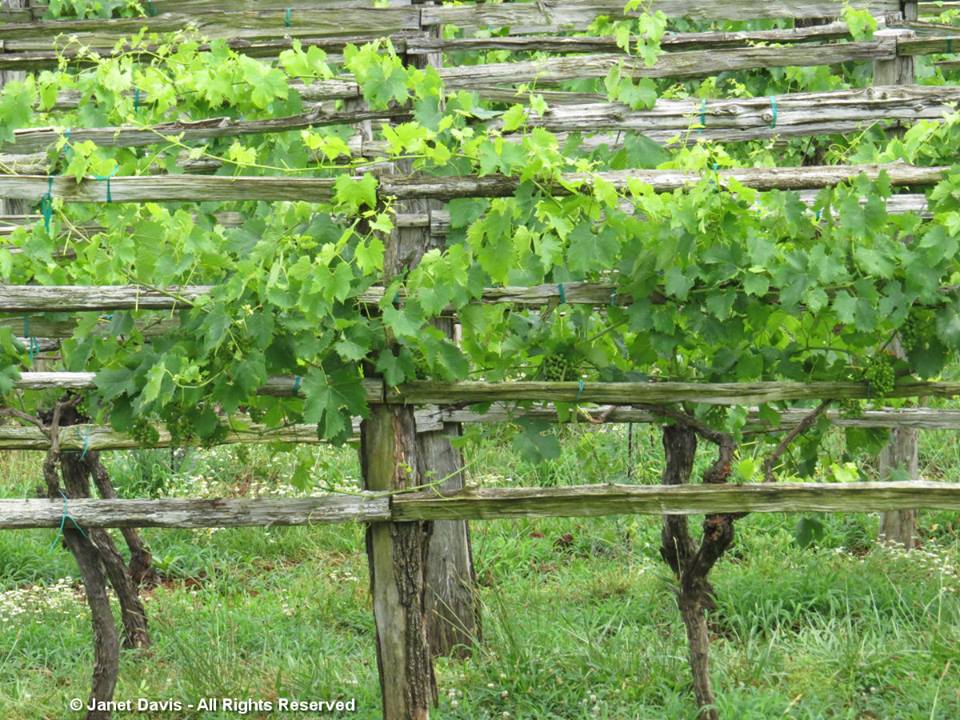 Grape Vines-2Monticello