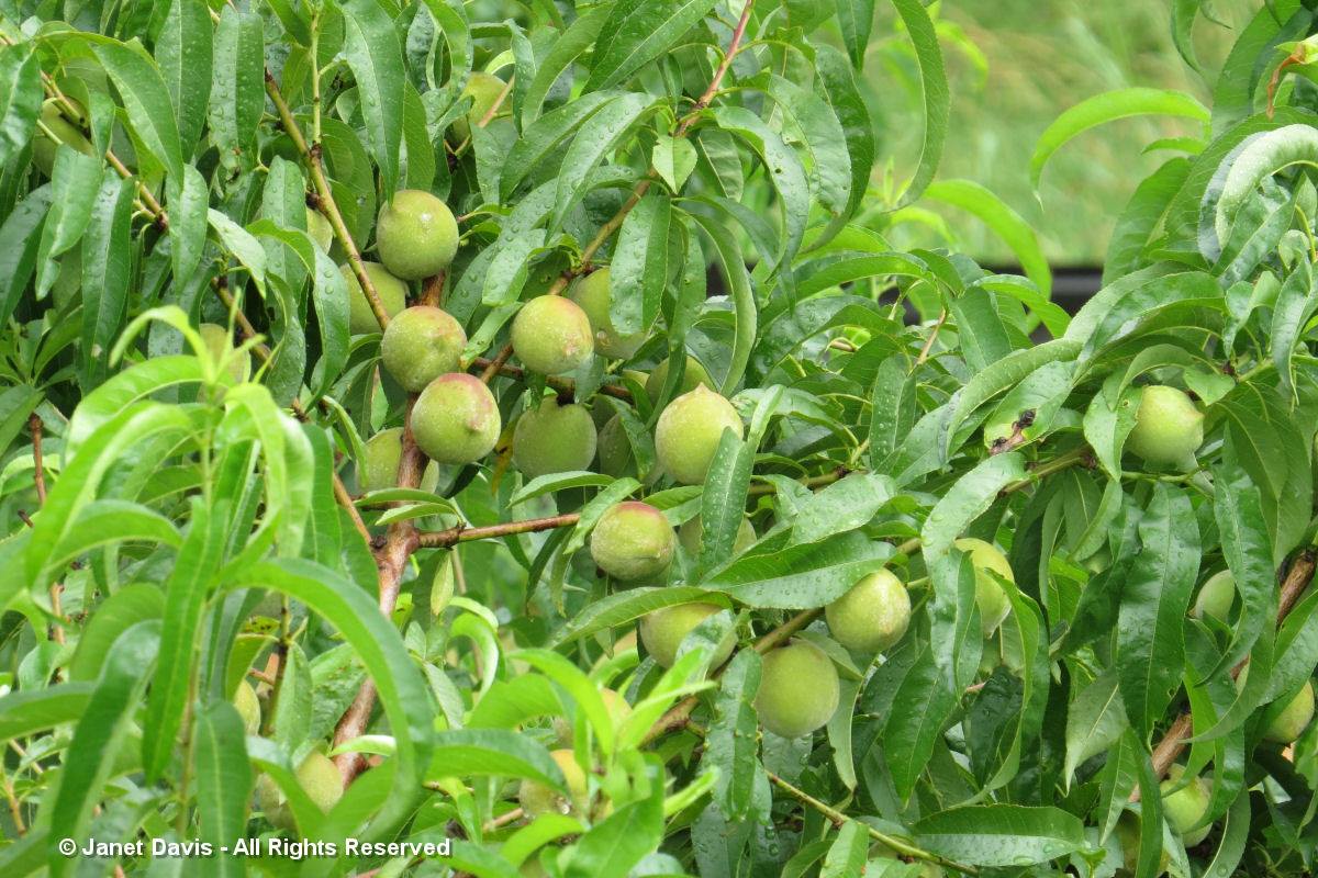 Peaches-Monticello Fruitery