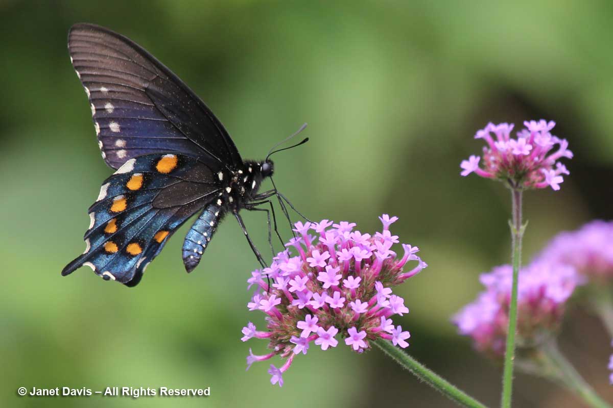 Pipevine Swallowtail-Battus philenor-Verbena bonariensis-CHP-Monticello