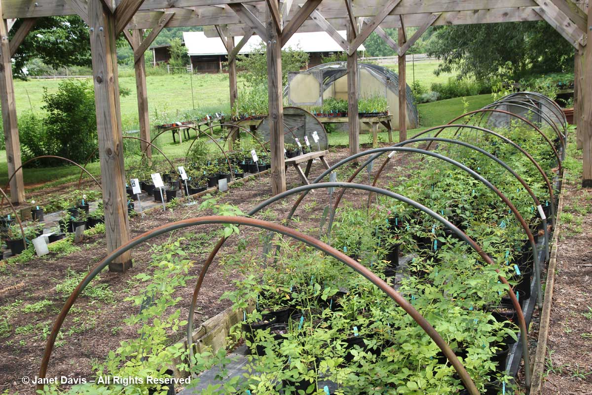 Shrub beds-Center for Historic Plants-Monticello